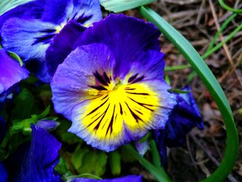 Close-up of purple iris