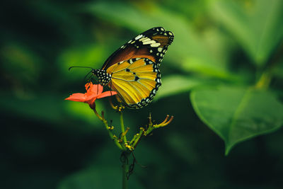 Close-up of butterfly pollinating on flower