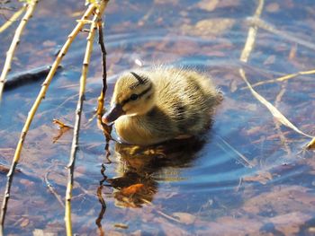 High angle view of duck in lake