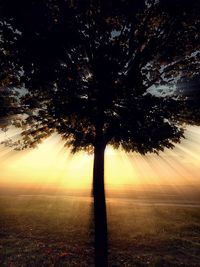 Silhouette tree against sky during sunset