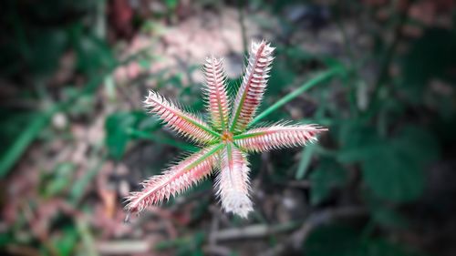 Close-up of purple flower