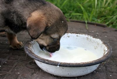 Close-up of a dog