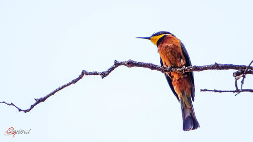 Close-up of bird perching on branch against clear sky