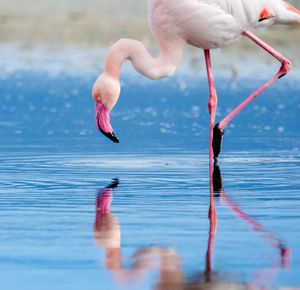 Close-up of flamingo in water