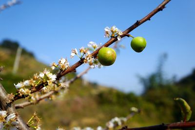 Low angle view of fruits growing on branch
