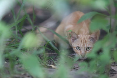 Portrait of a cat hiding behind plants