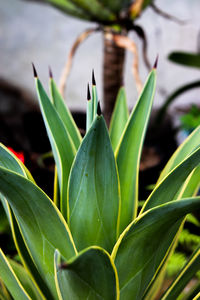 Close-up of plant