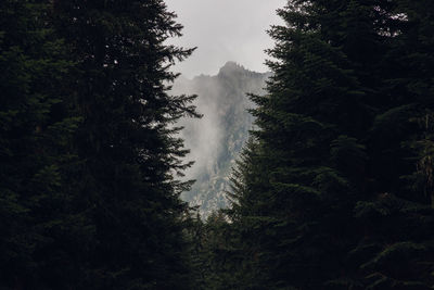 Trees growing in forest against sky