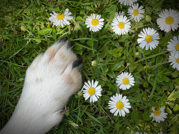 High angle view of white daisy flowers