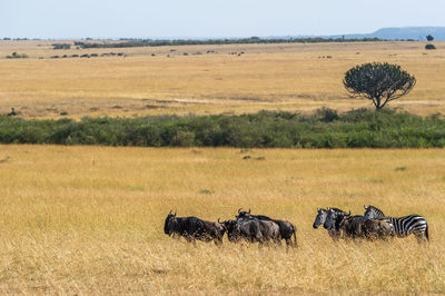 Animals on field