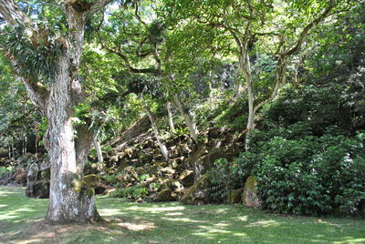 Trees in forest