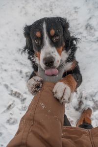 Cropped hand of person petting dog in snow