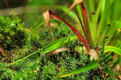 Close-up of insect on plant