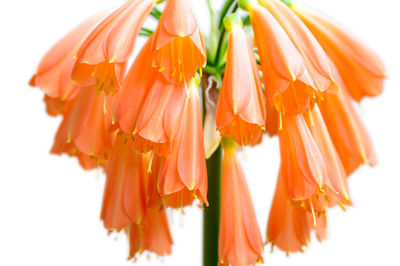 Close-up of clivia lilies against white background