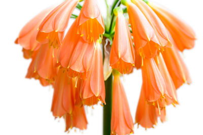 Close-up of orange flower over white background