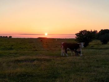 Cows grazing on field against sky during sunset