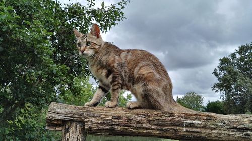 Low angle view of cat on trunk against sky