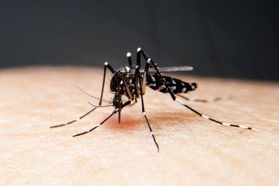 Close-up of insect