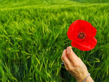 Red poppy in the green wheat field