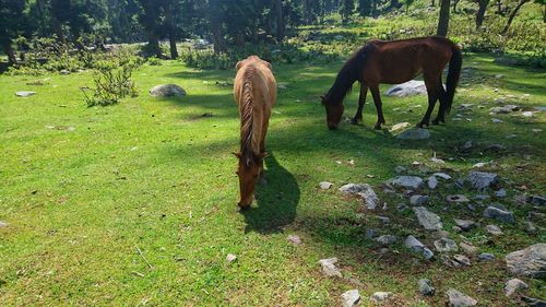 Horses grazing in a field