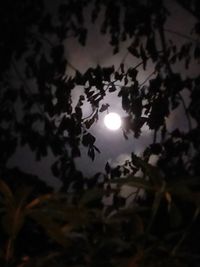 Low angle view of silhouette trees against sky during sunset
