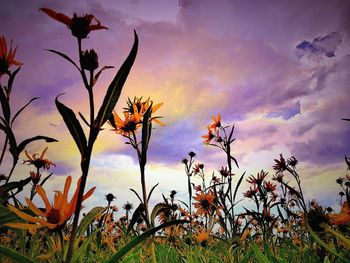 Close-up of plants against the sky