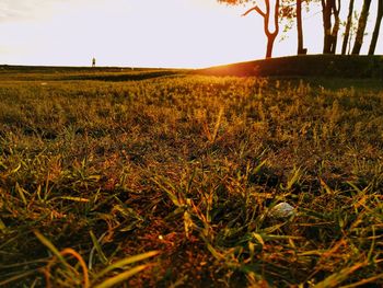 Scenic view of field against clear sky