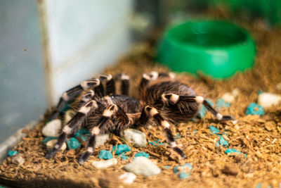 Close-up of spider