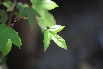 Close-up of leaf