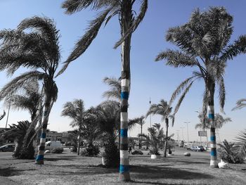 Palm trees on beach against sky