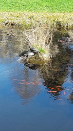 Duck in water