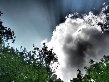 Low angle view of trees against cloudy sky