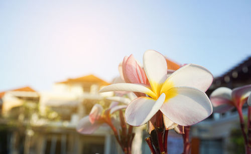 Close-up of frangipani on plant against sky