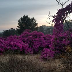 Pink flowering plants by trees against sky during sunset