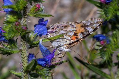 Vanessa cardui on flower