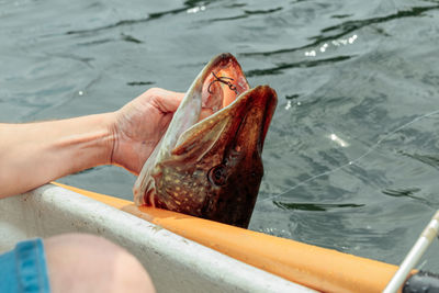 Close-up of woman hand with fish in water