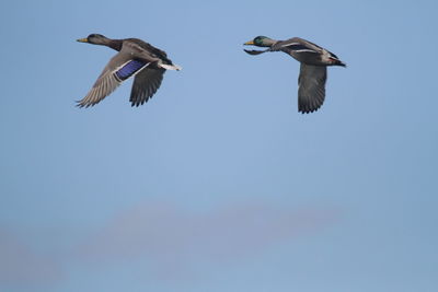 Low angle view of birds flying against clear blue sky