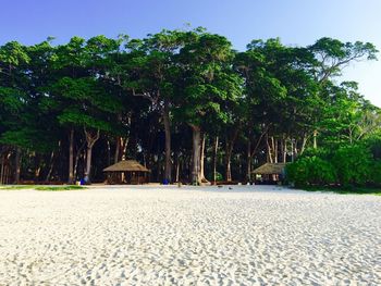 Scenic view of trees