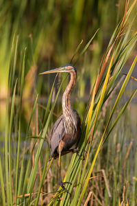 Bird perching on grass