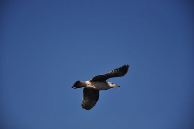 Low angle view of bird flying in sky