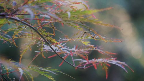 Close-up of maple leaves on tree