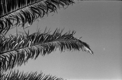 Low angle view of palm tree against clear sky