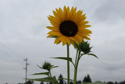 Low angle view of sunflower against sky