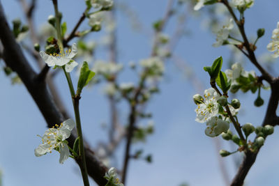 Close-up of cherry blossoms in spring