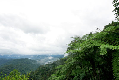 Scenic view of tree mountains against sky