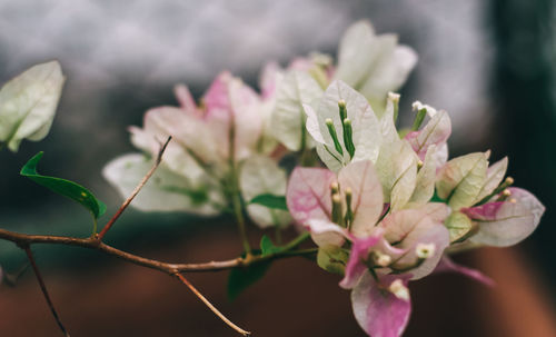 Close-up of pink flowering plant
