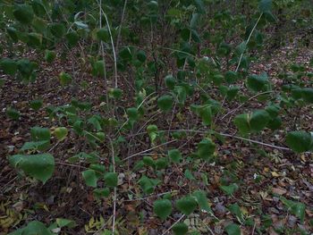 High angle view of plants growing on field