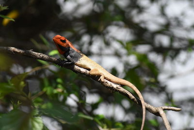 Close-up of bird perching on branch