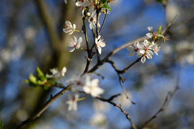 Close-up of cherry blossoms on branch
