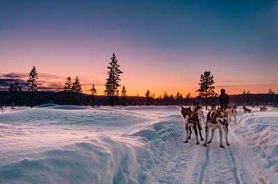 Horse on snow covered field against sky during sunset